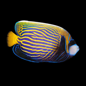 Emperor Angelfish Pomacanthus Imperator