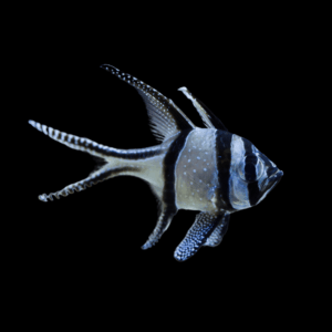 Emperor Banggai Cardinal Fish Pterapogon Kauderni