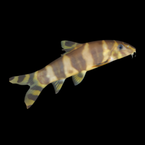 Emperor Loach Botia Udomritthiruji 4cm