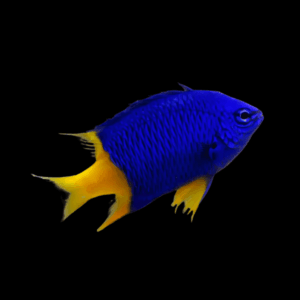 Emperor Yellow Tail Damsel Chrysiptera cf Parasema