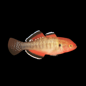 Empire Gudgeon Hypseleotris Compressa 4cm