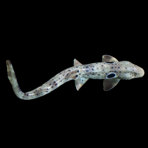 Epaulette Shark Hemiscyllium Ocellatum
