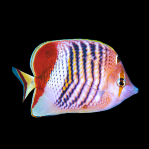 Eritrean Butterfly Fish Chaetodon Paucifasciatus