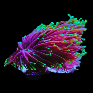 Euphylia Torch Hard Coral Euphyllia Glabrescens