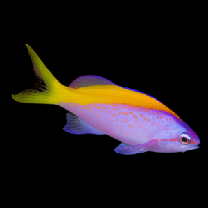 Evan's Anthias Pseudanthias Evansi