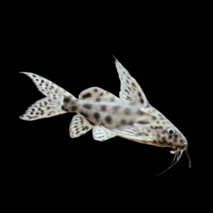 Eye Spot Catfish Synodontis Longirostris 10cm