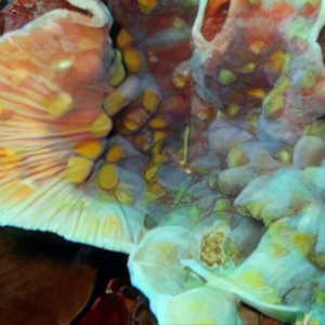 Eyed Cup Hard Coral Mycedium Sp