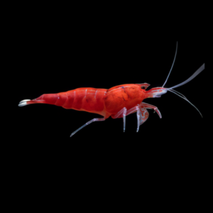 10 x Full Red King Kong High Grade Shrimp Caridina Sp 2cm