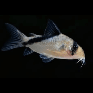 False Bandit Corydoras Melini 4cm Catfish