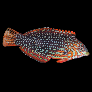 False Leopard Wrasse Macropharyngodon Ornatus