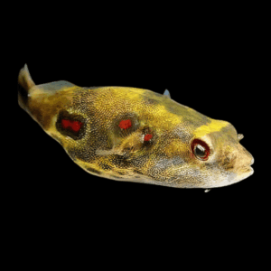 Fangs Mekong Freshwater Puffer Fish Tetradon Pao Cochinchinensis 10cm