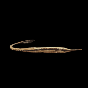 Long Nose Twig Catfish Farlowella Vittata 10cm