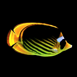 Fasciatus Butterfly Fish Chaetodon Fasciatus
