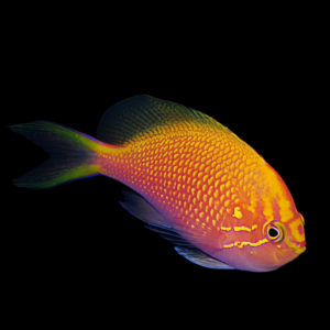 Fathead Anthias Serranocirrhitus Latus
