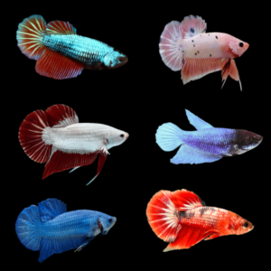 Plakat Betta Assorted Female 3cm