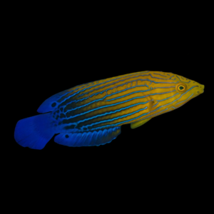Femininus Wrasse Anampses Femininus