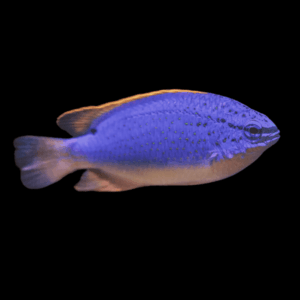 Fiji Blue and Gold Damsel Chromis Chrysiptera Taupou