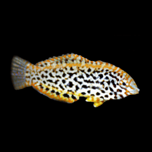 Fiji Leopard Wrasse Macropharyngodon Meleagris