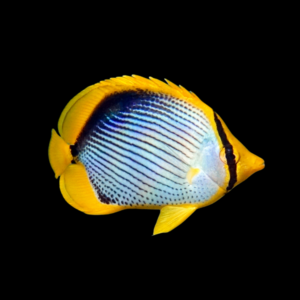 Fiji Melanotus Butterfly Fish Chaetodon Melannotus