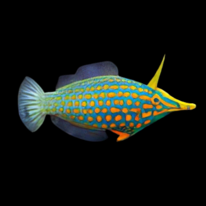 Fiji Orange Spot File Fish Oxymonacanthus Longirostris
