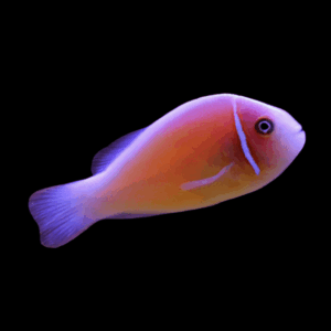 Fiji Skunk Clownfish Amphiprion Perideraion