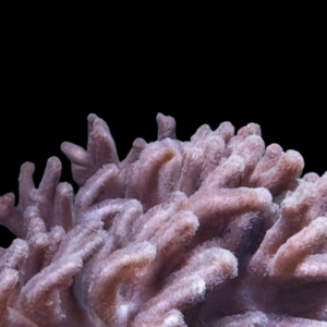 Finger Soft Coral Cactus Sinularia Brassica