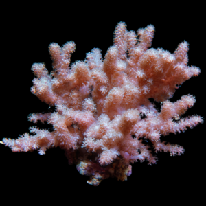 Finger Soft Coral Cauliflower Cladiella Sp