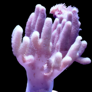 Finger Soft Coral Devils Sinularia Sp