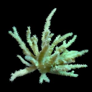Finger Soft Coral Round Sinularia Sp