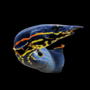 Fire Eel Mastacembelus Erythrotaenia