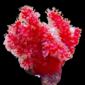 Fire Red Soft Coral Nephthyigorgia Sp