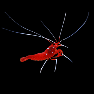 Fire Blood Shrimp Lysmata Debelius