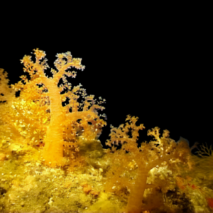 Fire Yellow Soft Coral Nephthyigorgia Sp