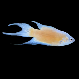 Fire and Ice Paradise Fish Macropodus Opercularis 4cm