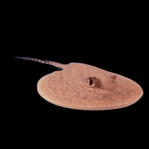 Freshwater Fireball Boesemani Stingray Potamotrygon Boesemani 20cm