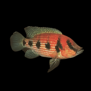 Five Star General Cichlid Hemichromis Elongatus 5cm