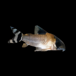 Flagtail Panda Corydoras Oiapoquensis 3cm Catfish