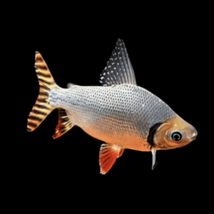 Flag Tailed Barb Semaprochilodus Taeniurus 10cm