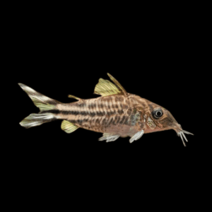 Flagtail Banner Tail Corydoras Robineae 4cm Catfish