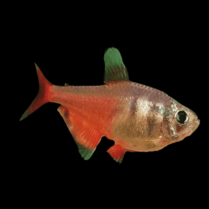 Flame Diamond Tetra Hyphessobrycon Flammeus 2cm