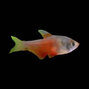 Flame Tetra Hyphessobrycon Flammeus 2cm