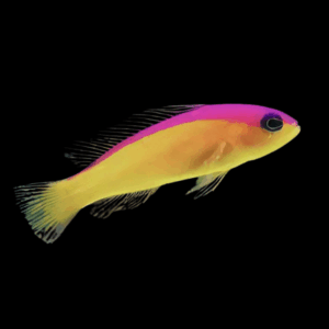 Flash Back Gramma Purple Stripe Dottyback Pictichromis Diadema