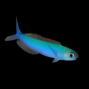 Flashing Tile Goby Hoplolatilus Chlupatyi