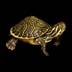 Florida Cooter Turtle Pseudemys Floridana Juvenile 5cm