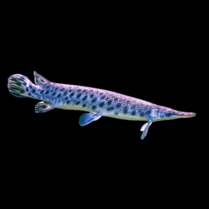 Florida Spotted Gar Lepisosteus Platyrhincus
