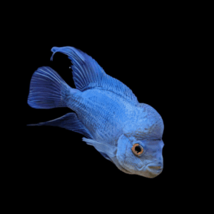 Flowerhorn Cichlid Blue Diamond Thai Silk 5cm Juvenile Male