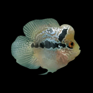 Flowerhorn Cichlid Bonsei Short Body 5cm Juvenile Male