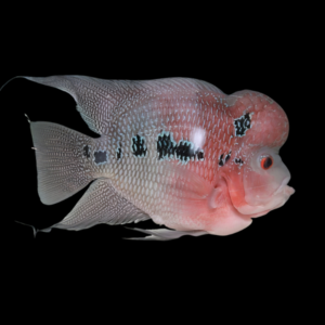 Flowerhorn Cichlid Chinese Zhen Zhu 8cm Sub Adult Male
