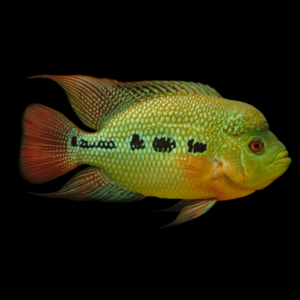 Flowerhorn Cichlid Diamond Kamfa Malau 8cm Sub Adult Male