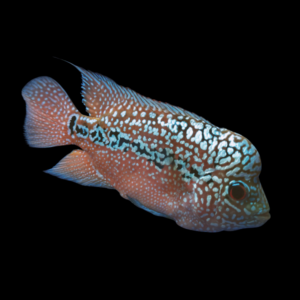 Flowerhorn Cichlid Full Moon Kamfa Malau 8cm Sub Adult Male